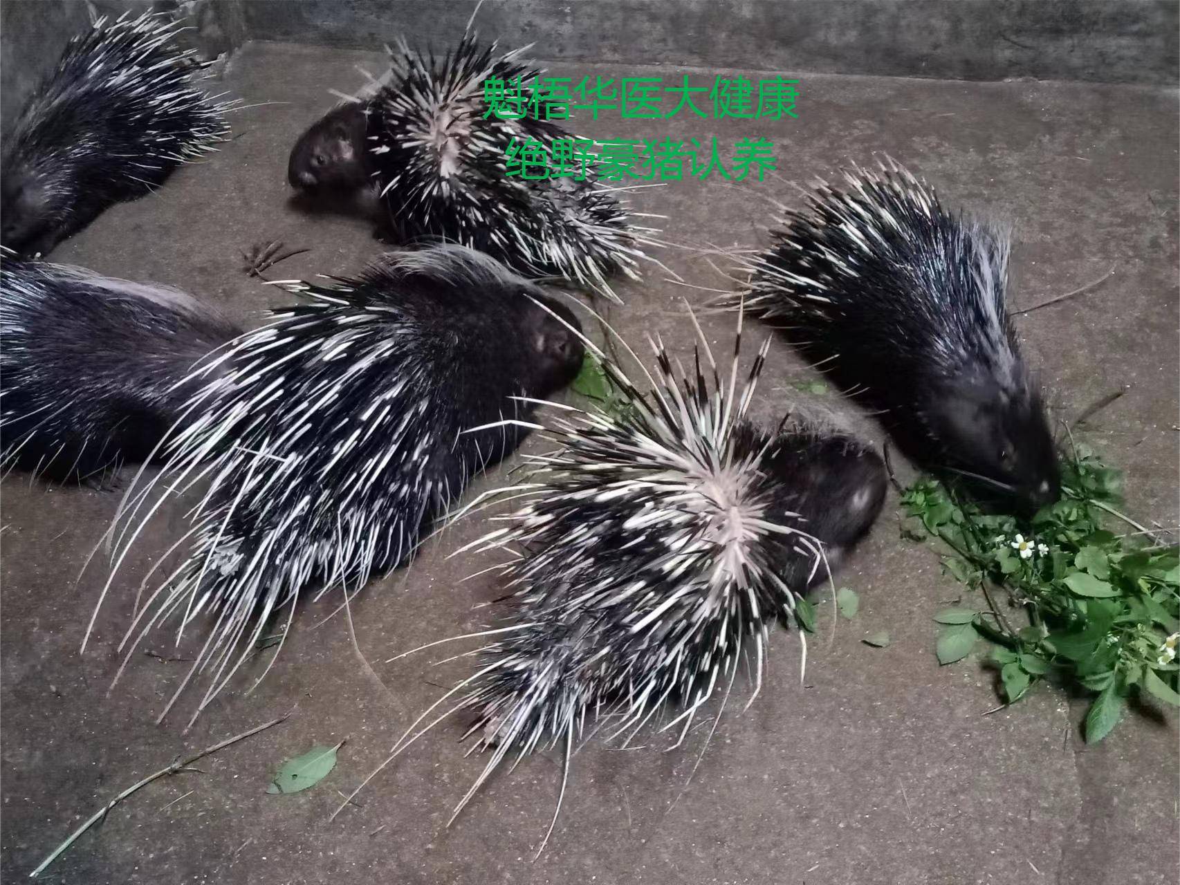 最新豪猪回收商家方法分析(最方便真实的东阳豪猪卖去什么地方方法)